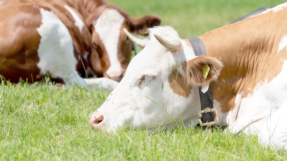Schlafende Kühe auf einer Weide: Tierschützer haben ein Video von einem sedierten Rind veröffentlicht. Foto: dpa/Matthias Balk