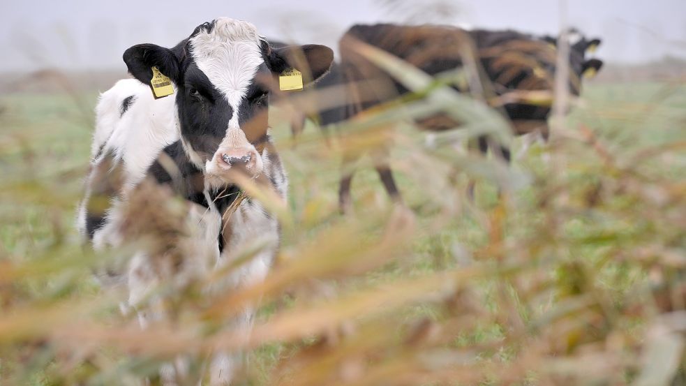 Der Pastor kritisierte konventionelle Landwirtschaft. Friedlich grasende Kühe wie in Ostfriesland seien die Ausnahme in Deutschland. Fotos: Ortgies/Archiv