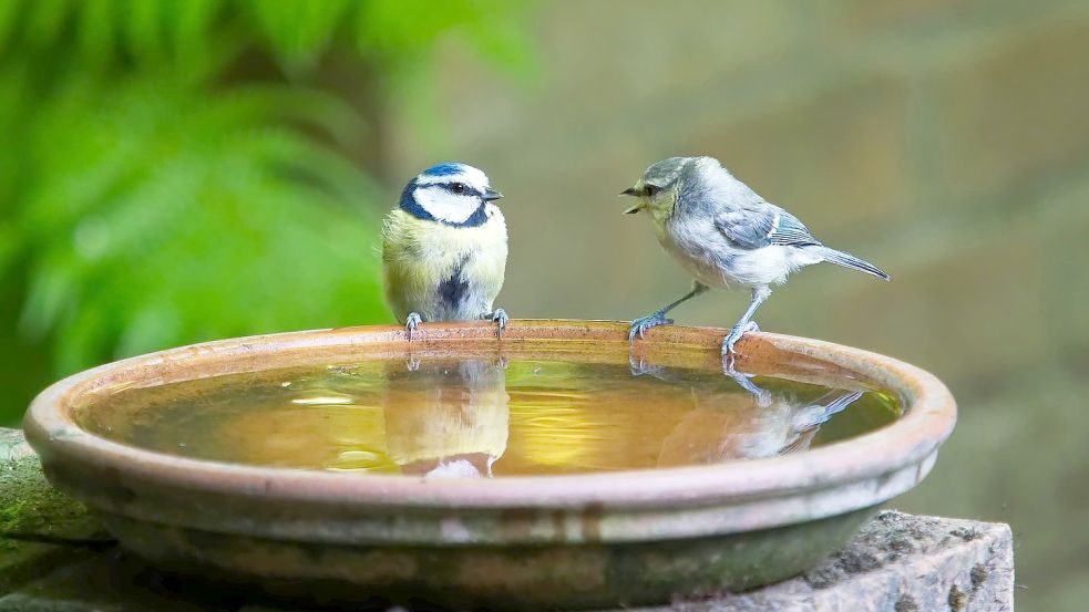 Vögel wie Blaumeisen kann man schon mit einer Schale Wasser erfreuen. Foto: Pixabay