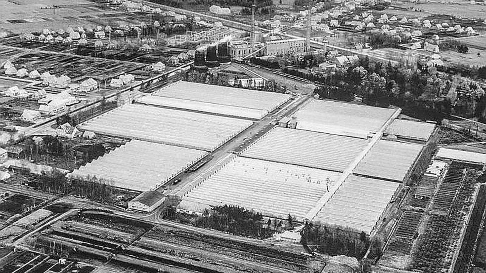 Die Wiesmoor-Gärtnerei in den 1950er Jahren. Hinter den Gewächshäusern ist das Torfkraftwerk zu erkennen, mit dessen Abwärme sie betrieben wurden. Foto: Frees