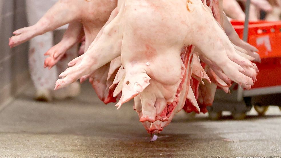 In Deutschland könnten 1,1 Millionen Schweine in der Woche geschlachtet werden. Doch von dieser Zahl sind die Schlachthöfe weit weg. Das Geschäftsmodell steckt in einer Krise. Foto: Jan Woitas/dpa-Zentralbild/dpa