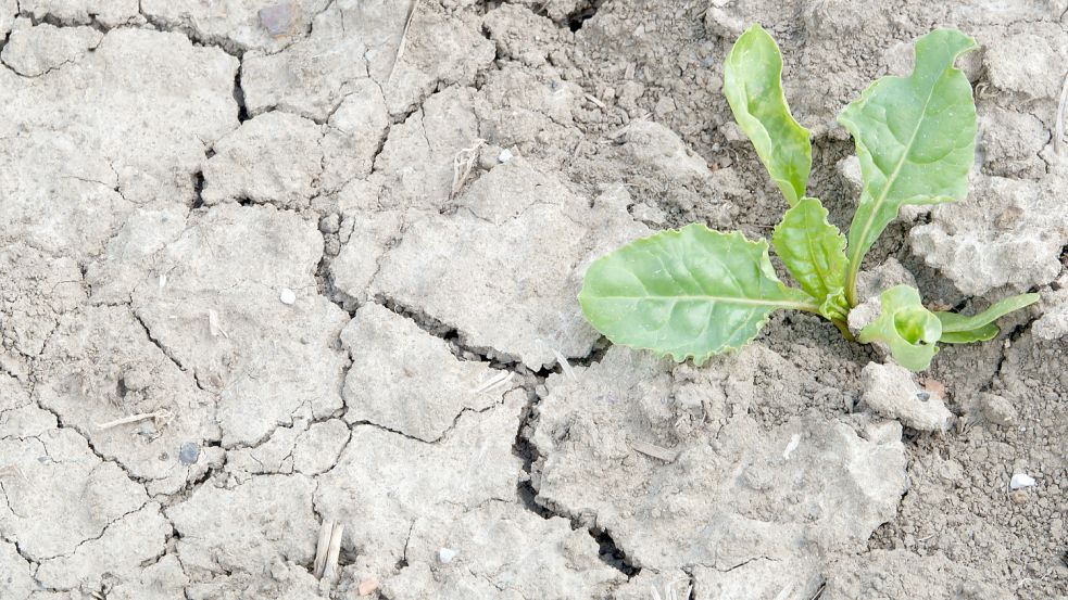 Eine Folge des Klimawandels ist Dürre. Foto: DPA/Archiv