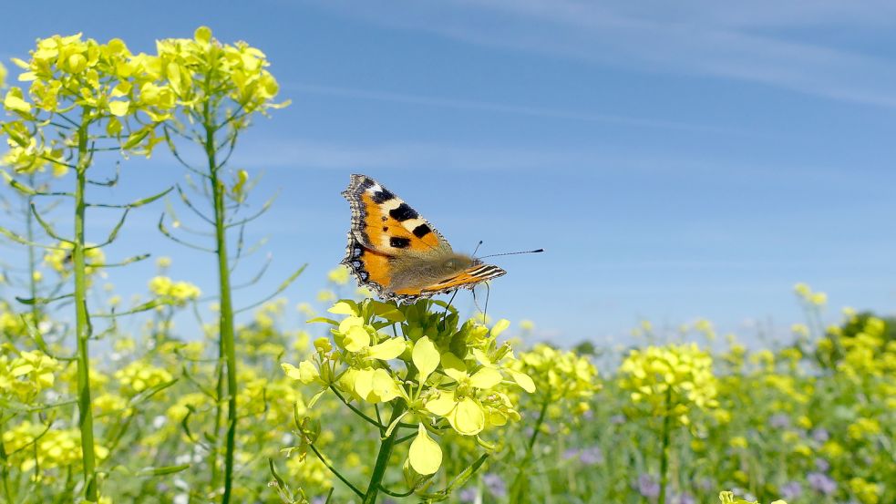 Nicht nur Bienen finden, sondern auch Schmetterlinge finden in den Artenschutzstreifen Nahrung und Schutz. Archivfoto: Gettkowski