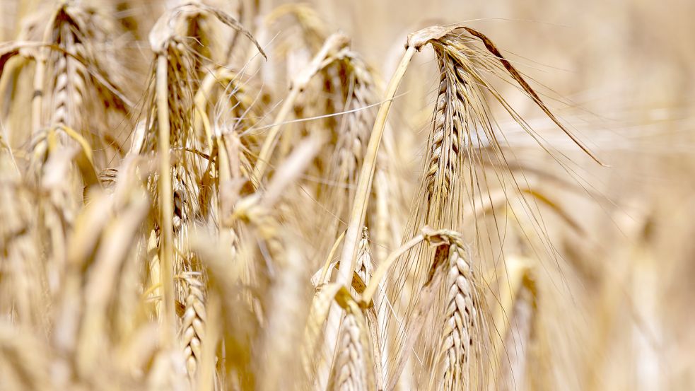 Wintergerste auf einem Feld: Angesichts von Dürre und Hitze sorgen sich Landwirte in Deutschland um ihre Ernte. Foto: Jens Büttner/dpa