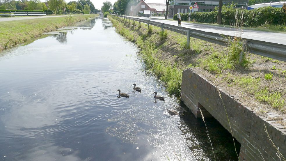 Auch im und am Kanal tummelten sich am Montag, wie hier in Großwolderfeld, nur die Enten. Die Arbeiten an der Böschung sollen aber bald beginnen.