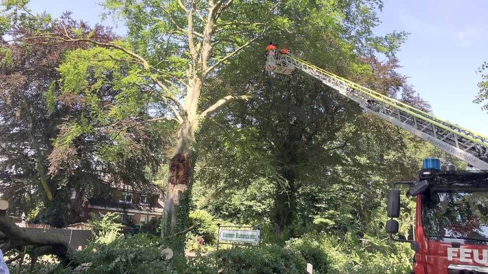Zu einem schwer beschädigten Baum musste die Wiesmoorer Feuerwehr am Mittwochvormittag ausrücken. Foto: Schönig