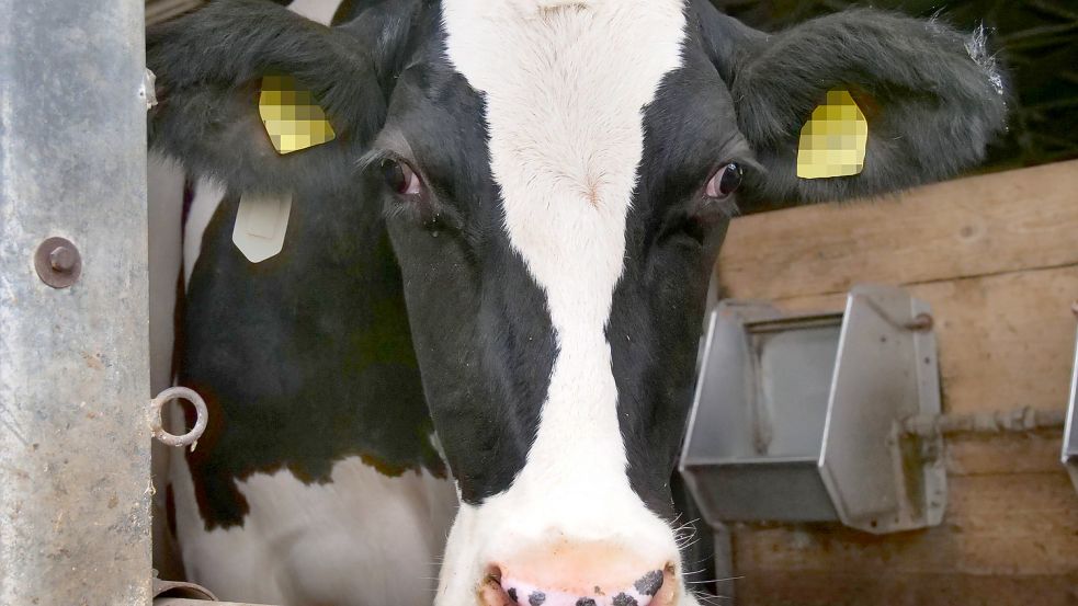 Wenn zwei Tage keine Milch verarbeitet würde, hätten die Molkereien ein Problem. Foto: www.imago-images.de