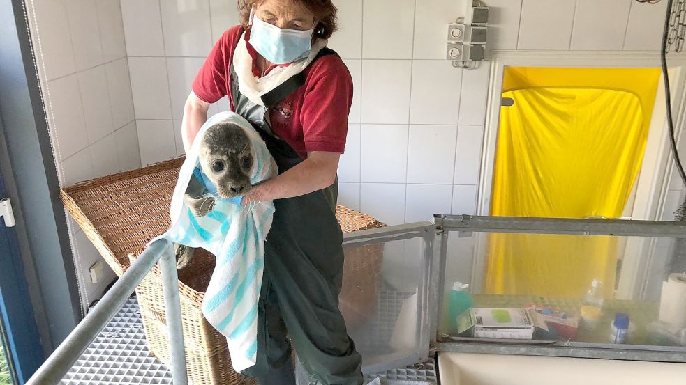 Tierärzrin Janine Bahr-van Gemmert mit einem Heuler. Foto: Anna Goldbach