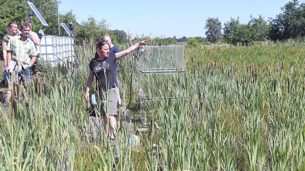 Dr. Bärbel Tiemeyer vom Thünen-Institut erklärte auf einem Versuchsfeld bei Ganderkesee, was bezüglich des Rohrkolben-Anbaus alles geprüft und getestet wird. Foto: Ellinger