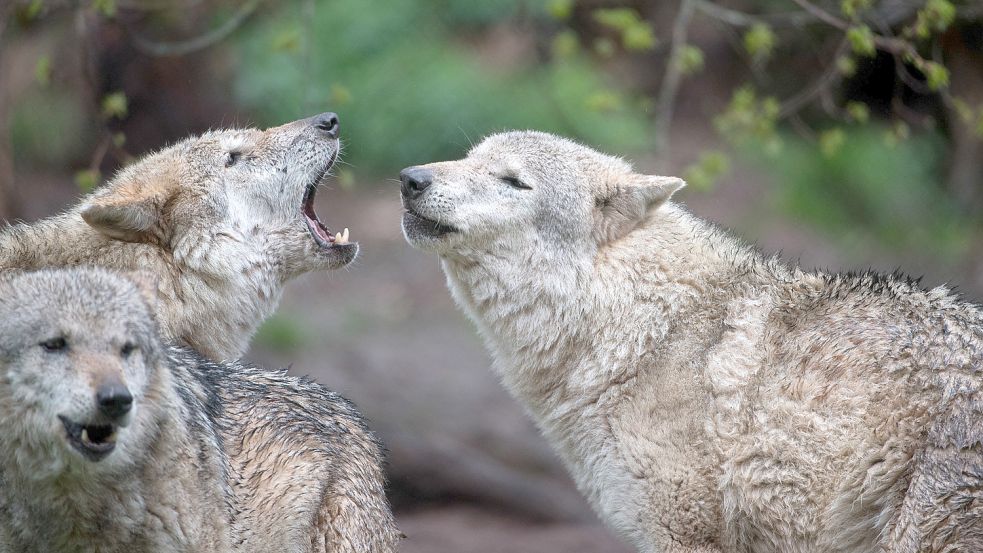 Wölfe in einem Gehege: Auch in freier Wildbahn breiten sich die Tiere in Norddeutschland immer weiter aus. Foto: Sebastian Gollnow/dpa