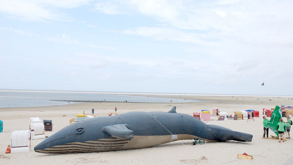 Am zentralen Nordstrand war der Wal gestern nicht zu übersehen. Foto: Ferber