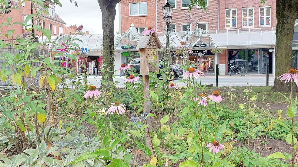 Im Emder Stadtgarten wachsen in mehreren Beeten Stauden und andere insektenfreundliche Pflanzen. Foto: Hanssen