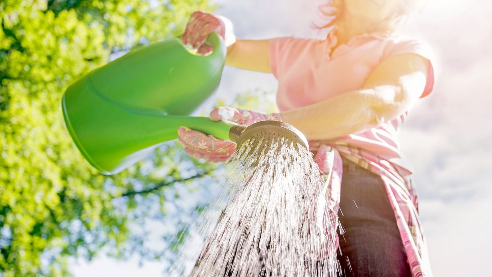 Wer beim Gießen ein paar Regeln beachtet, kann dabei Wasser und Geld sparen. Foto: Ivanko Brnjakovic/stock.adobe.com