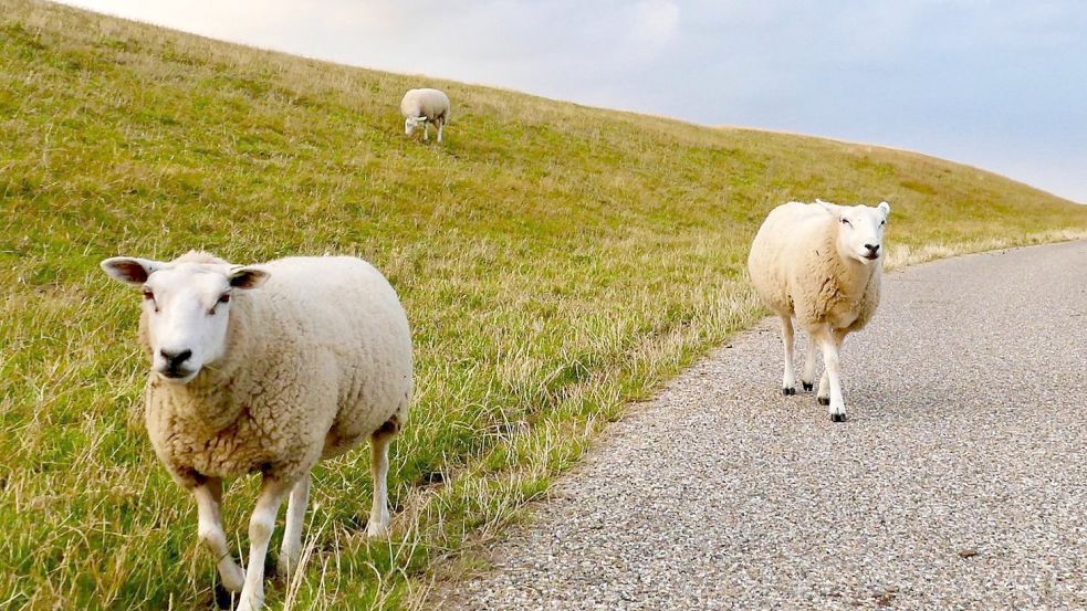 Zwei Schafe konnten durch eine Lücke in der Absperrung entkommen. Symbolfoto: Pixabay