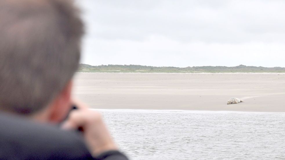 Von Bord des Kutters aus können Seehunde beobachtet werden. Foto: Ullrich