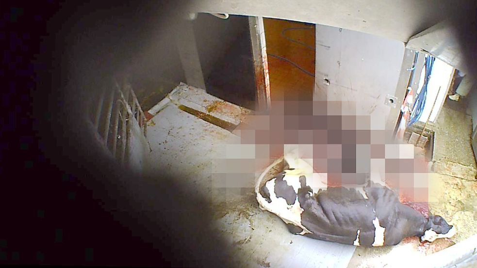Ein Rind in seinem Blut - aufgenommen in einer Schlachterei in Flintbek aus einer versteckten Kamera von Tierschutzaktivisten. Die besonders verstörend wirkenden Bildpartien wurden von der Redaktion unkenntlich gemacht. Foto: SOKO Tierschutz