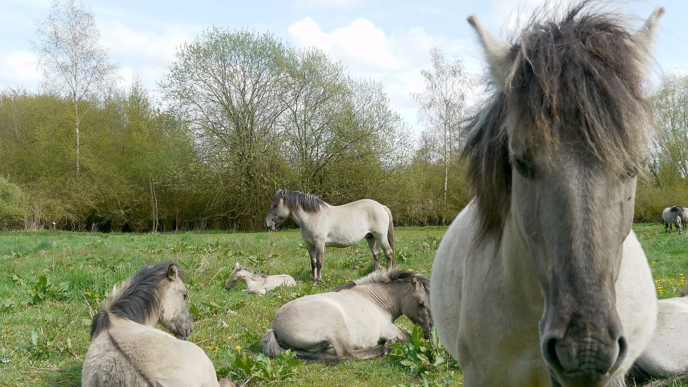 Wildpferde weiden im Zuge eines Nabu-Projektes im Hessepark. Foto: Archiv