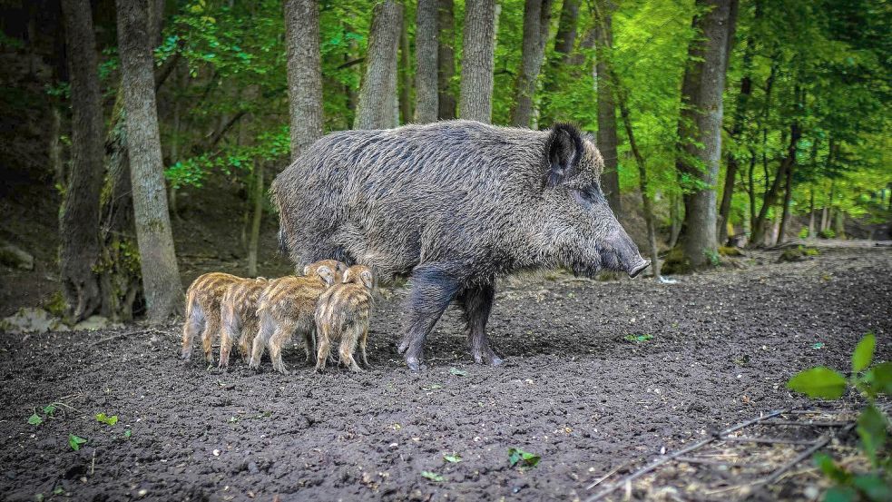 War es wie auf diesem Bild eine Ferkel führende Bache oder ein Überläufer, den der Wittmunder erschoss? Foto: pixabay