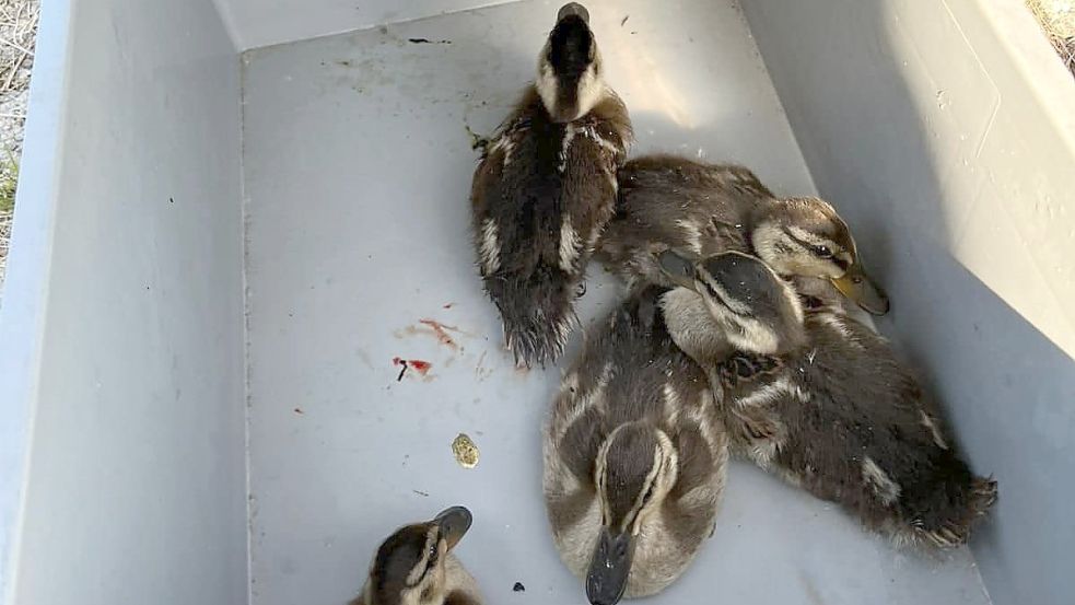 Diese Küken wurden gerettet. Foto: Feuerwehr