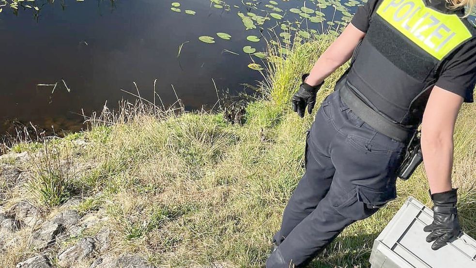 Die Küken wurden im Anschluss wieder zu ihrer Entenmutter gebracht. Foto: Feuerwehr