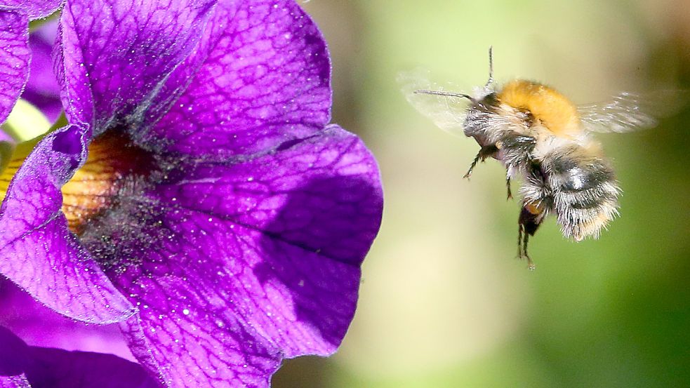 Vom 5. bis 14. August läuft die Aktion, bei der Ostfriesen eine Stunde lang in der Natur Insekten beobachten und zählen können. Foto: Kunn/DPA