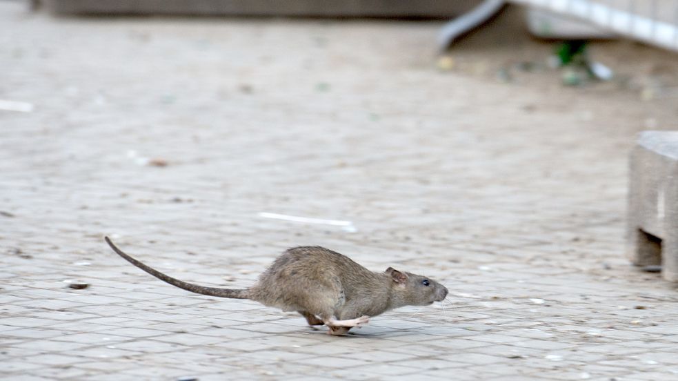 Eine Ratte läuft aufgeschreckt über eine Straße. Symbolfoto: picture alliance/dpa