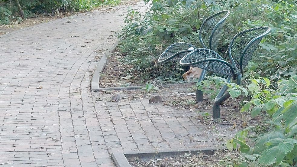 Ratten wurden zum Beispiel im Stadtteil Barenburg in Emden gesichtet. Foto: Hanssen