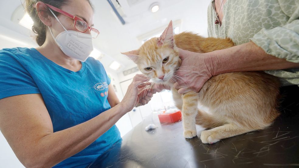 Tierarztbesuche können ganz schön ins Geld gehen. Foto: Kaiser/dpa