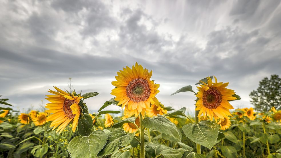 Der Regen im Juli fiel auf ausgetrocknete Böden. Das reichte nicht, um die Erdschichten mit Wasser zu tränken. Symbolfoto: DPA