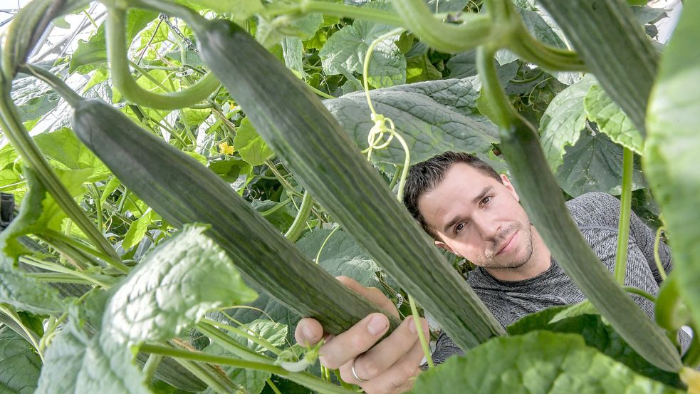An den Preisen für die Gurken aus der Region lässt sich nichts mehr machen, sagt Sebastian Bürger. Foto: Ortgies