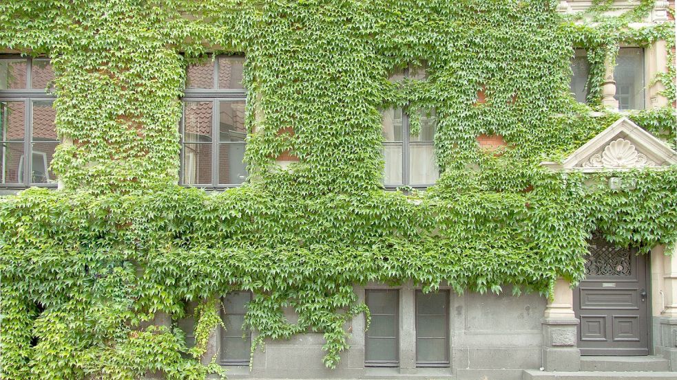 Wilder Wein (Parthenocissus) kann ganze Hauswände bedecken. Foto: pixabay