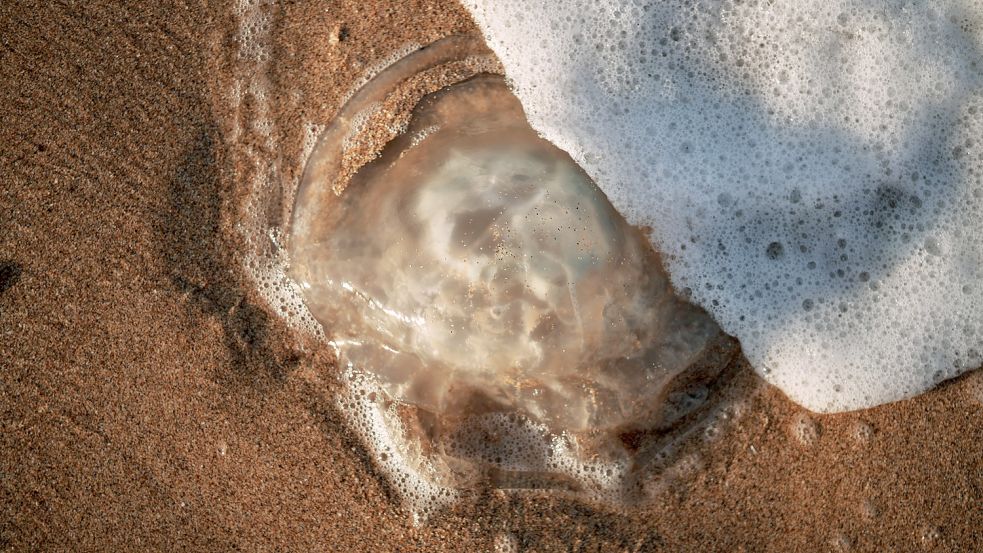 Ungebetener Badegast: Qualle am Strand. Foto: Imago Images