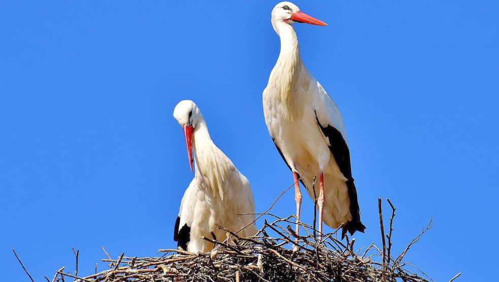 Im Landkreis Leer fühlen Störche sich wohl. Symbolfoto: Pixabay