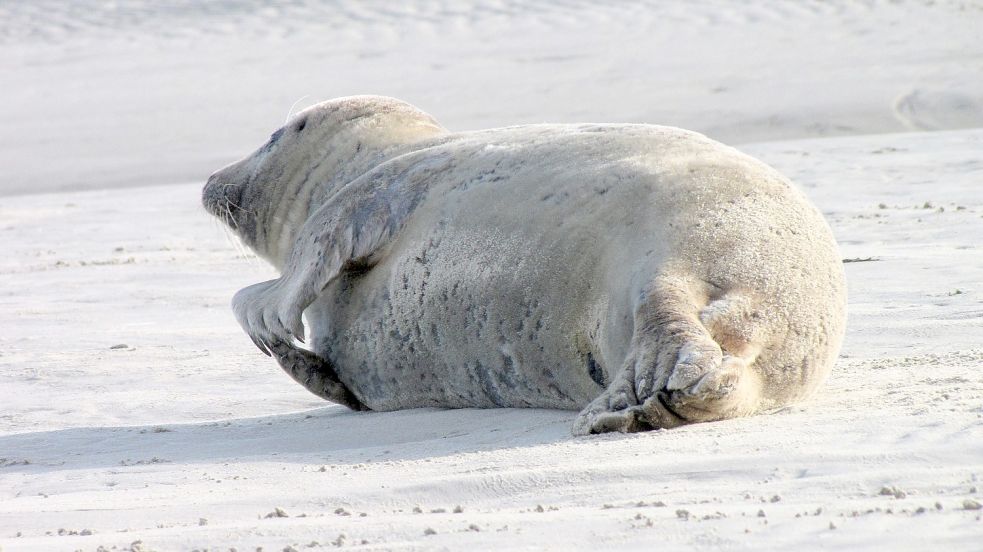 Die Seehundbank vor Borkum wird von den Tieren zum Ausruhen genutzt. Foto: Pixabay