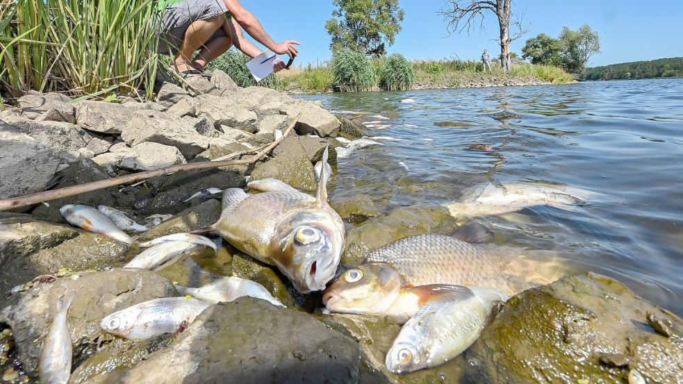 Tote Fische wohin man schaut: Naturschützer sprechen von einer Umweltkatastrophe. Foto: Patrick Pleul/dpa