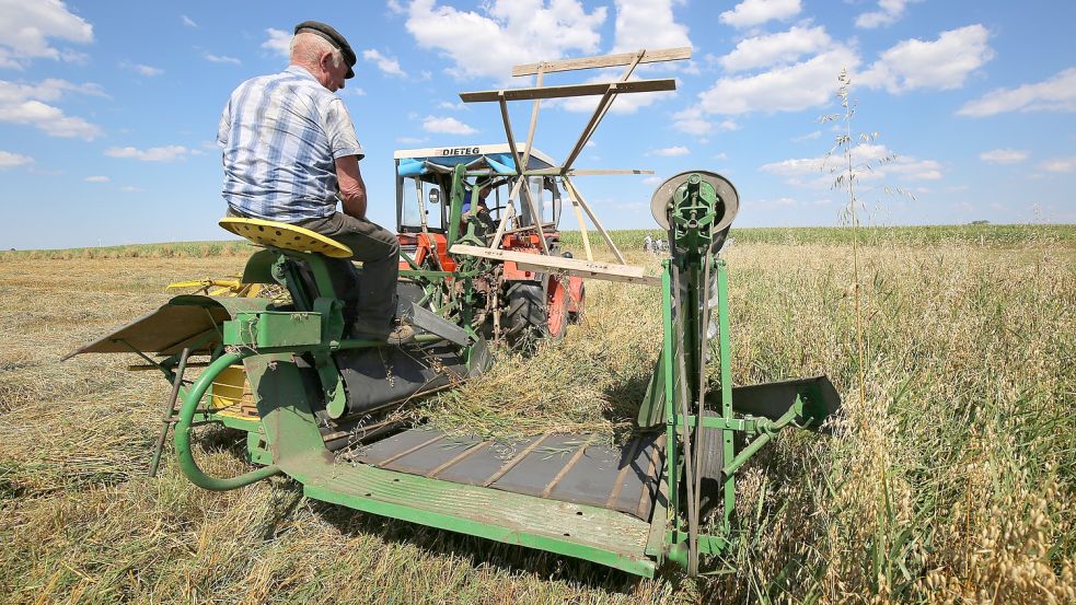 Karl-Heinz Freimuth zieht den Mähbinder mit seinem Vater Weert Freimuth an den Hebeln über das Feld. Die geschnittenen Halme fallen auf das Förderband und werden zum Binder transportiert. Foto: Böning