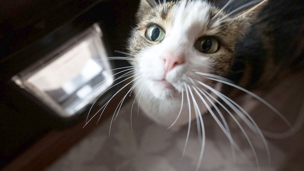 Mimi darf wieder durch die Katzenklappe nach draußen - das dreimonatige Ausgangsverbot im baden-württembergischen Walldorf wurde vorzeitig aufgehoben. Foto: Marijan Murat/dpa