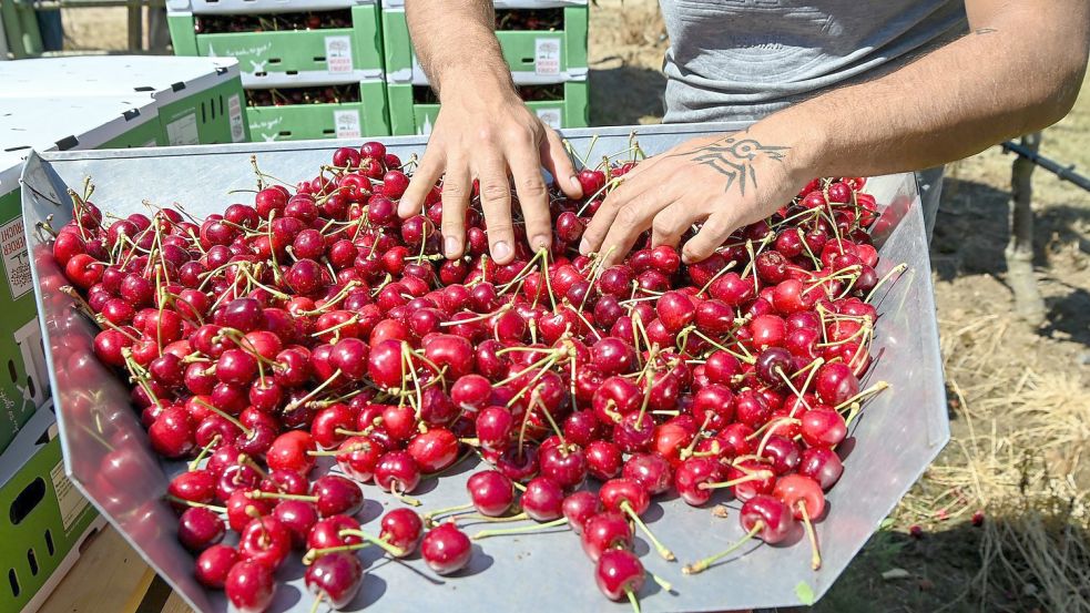 Auf einer Obstbaumplantage in Brandenburg werden Kirschen geerntet. Foto: Jens Kalaene/dpa