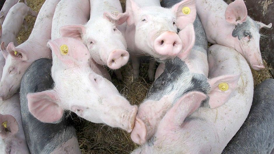 Der Verdacht hat sich bestätigt: Im Landkreis Emsland in Niedersachsen ist die Afrikanische Schweinepest ausgebrochen. (Symbolfoto) Foto: Frederik von Erichsen/dpa