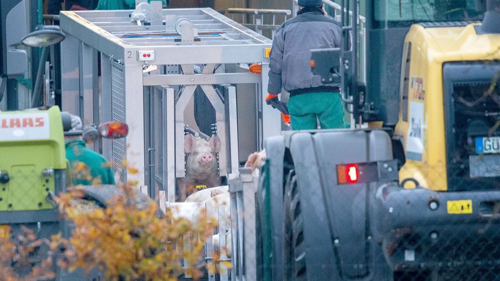 Ein Schwein wird auf einem Betrieb in Mecklenburg-Vorpommern nach dem Nachweis der Afrikanischen Schweinepest getötet. Ähnliche Szenen spielen sich gerade in Niedersachsen und Brandenburg ab. Foto: dpa-Zentralbild