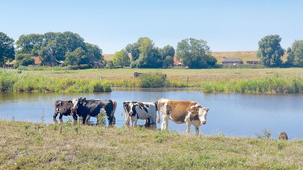 Diese Jungrinder in Dyksterhusen verschaffen sich im Sieltief Abkühlung. Foto: Gettkowski