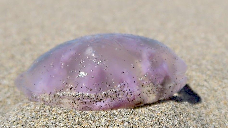 Tausende Quallen wurden Anfang des Monats am Strand von Langeoog angespült. Inzwischen ist das Massenphänomen verschwunden. Nur noch vereinzelte Exemplare werden gesichtet. Foto: Pixabay