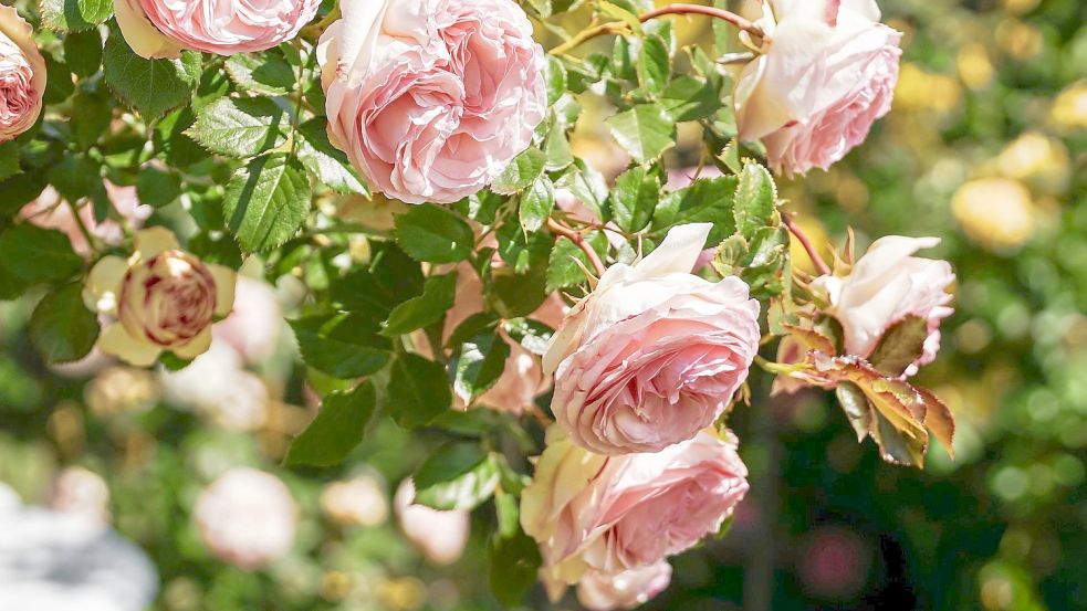 Für Rosen ist das Jahr fast vorbei. Zu viel Dünger würde ihnen jetzt schaden. Foto: pixabay