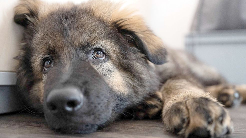 Tiere brauchen eine gewisse Eingewöhnungszeit. Ist da eine „Eltern-Zeit“ für die neuen Eigentümer ein guter Weg? Symbolfoto: Marijan Murat/dpa