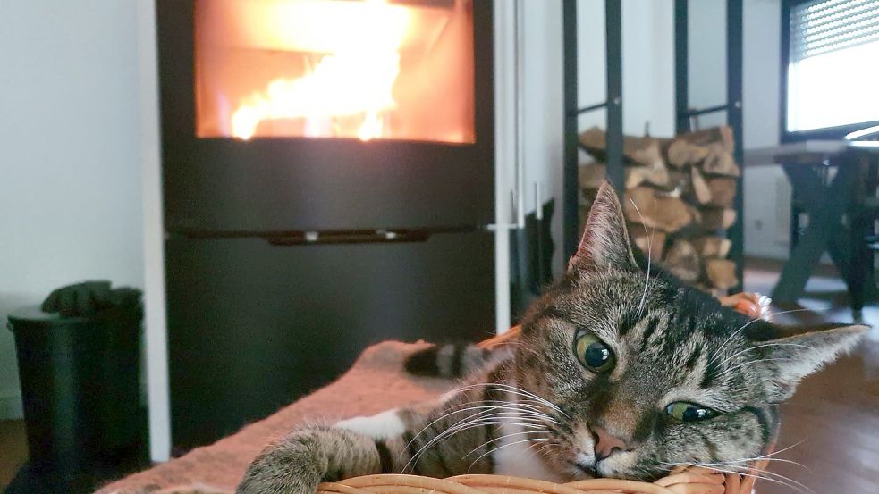 Angesichts steigender Gaspreise ist in vielen Haushalten Sparen angesagt. Wohl dem, der einen Kaminofen hat und zumindest damit für wohlige Wärme sorgen kann. Foto: Gettkowski