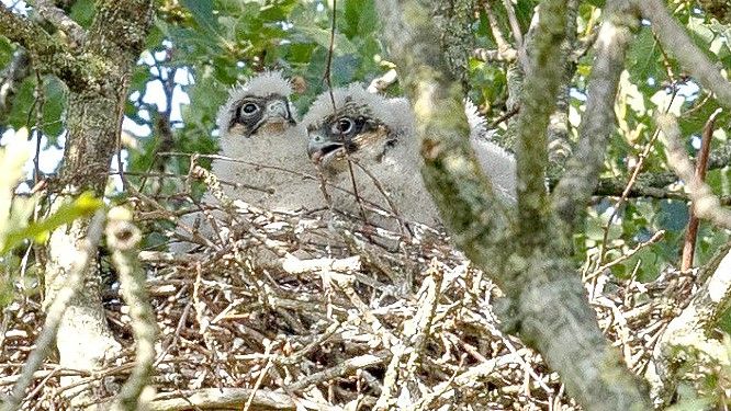 So sahen die beiden jungen Baumfalken noch Anfang August aus. Sie wurden in der Krone einer alten Wallheckeneiche aufgezogen. Foto: Salzwedel