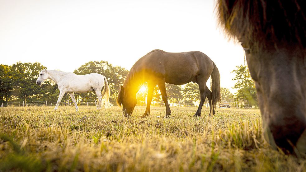 Tiere und Menschen müssen in Norddeutschland wieder mit wärmeren Temperaturen rechnen. Foto: dpa/Moritz Frankenberg