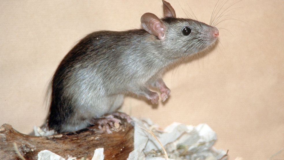 Ratten lassen sich überall dort nieder, wo Menschen sind. Foto: Archiv/dpa