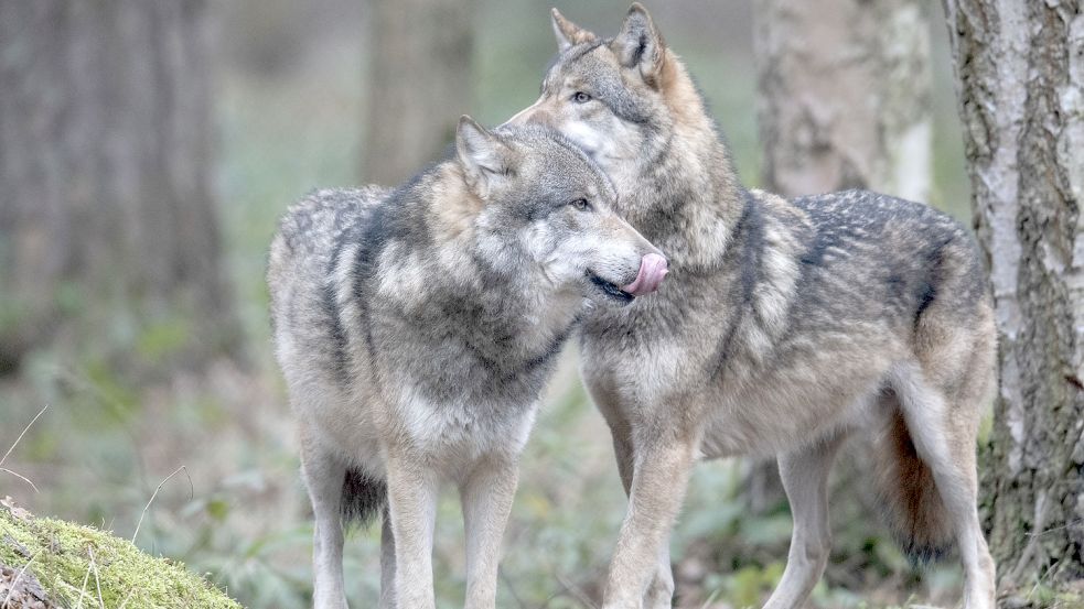 Zwei Wölfe in ihrem Freigehege im Wildpark Alte Fasanerie. Foto: Roessler