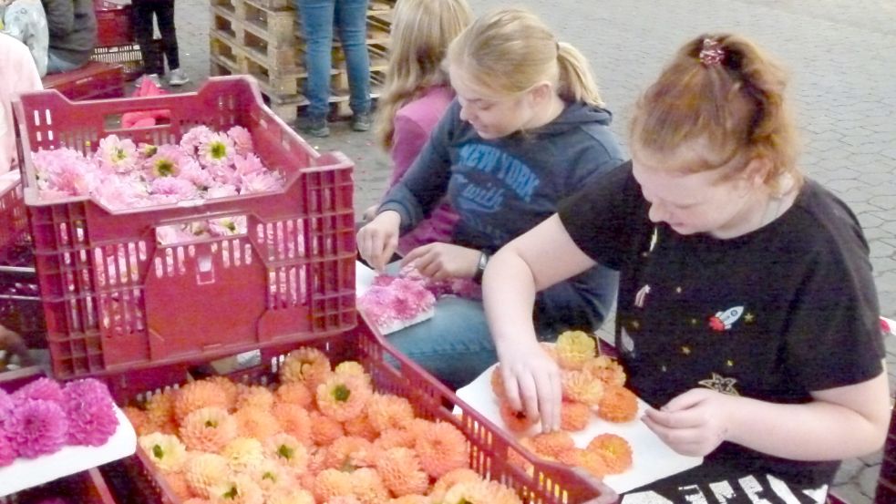 Damit die Wiesmoorer fleißig Festwagen und Staffeleien bestecken können, stehen in der kommenden Woche 650.000 Dahlienblüten zur Verfügung. Foto: Mühring/Archiv